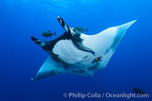 Giant Manta Ray at San Benedicto Island, Revillagigedos, Mexico, Manta birostris, San Benedicto Island (Islas Revillagigedos)