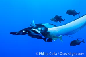 Giant Manta Ray at San Benedicto Island, Revillagigedos, Mexico, Manta birostris, San Benedicto Island (Islas Revillagigedos)