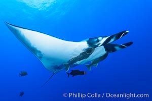 Giant Manta Ray at San Benedicto Island, Revillagigedos, Mexico, Manta birostris, San Benedicto Island (Islas Revillagigedos)