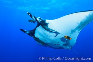 Giant Manta Ray at San Benedicto Island, Revillagigedos, Mexico, Manta birostris, San Benedicto Island (Islas Revillagigedos)