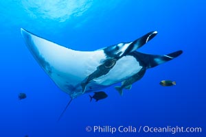 Giant Manta Ray at San Benedicto Island, Revillagigedos, Mexico, Manta birostris, San Benedicto Island (Islas Revillagigedos)