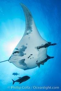 Giant Manta Ray at San Benedicto Island, Revillagigedos, Mexico, Manta birostris, San Benedicto Island (Islas Revillagigedos)