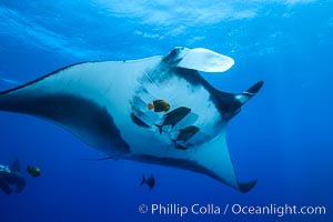 Giant Manta Ray at Socorro Island, Revillagigedos, Mexico, Manta birostris, Socorro Island (Islas Revillagigedos)