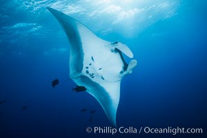 Giant Manta Ray at Socorro Island, Revillagigedos, Mexico, Manta birostris, Socorro Island (Islas Revillagigedos)