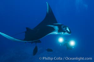 Giant Manta Ray at Socorro Island, Revillagigedos, Mexico, Manta birostris, Socorro Island (Islas Revillagigedos)