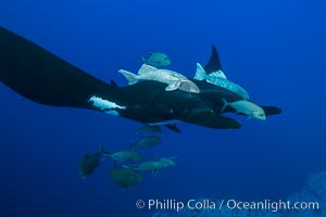 Giant Manta Ray at Socorro Island, Revillagigedos, Mexico, Manta birostris, Socorro Island (Islas Revillagigedos)