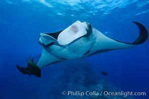 Giant Manta Ray at Socorro Island, Revillagigedos, Mexico, Manta birostris, Socorro Island (Islas Revillagigedos)