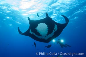 Giant Manta Ray at Socorro Island, Revillagigedos, Mexico, Manta birostris, Socorro Island (Islas Revillagigedos)