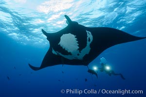 Giant Manta Ray at Socorro Island, Revillagigedos, Mexico, Manta birostris, Socorro Island (Islas Revillagigedos)