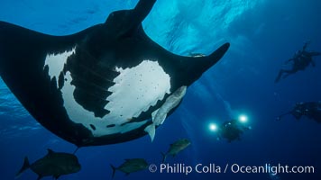 Giant Manta Ray at Socorro Island, Revillagigedos, Mexico, Manta birostris, Socorro Island (Islas Revillagigedos)