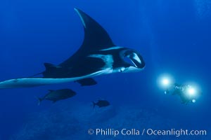 Giant Manta Ray at Socorro Island, Revillagigedos, Mexico, Manta birostris, Socorro Island (Islas Revillagigedos)