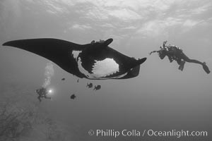 Giant Manta Ray at Socorro Island, Revillagigedos, Mexico, Manta birostris, Socorro Island (Islas Revillagigedos)