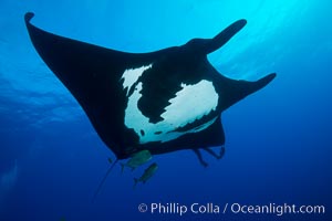 Giant Manta Ray at Socorro Island, Revillagigedos, Mexico, Manta birostris, Socorro Island (Islas Revillagigedos)