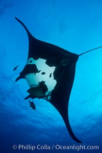 Giant Manta Ray at Socorro Island, Revillagigedos, Mexico, Manta birostris, Socorro Island (Islas Revillagigedos)