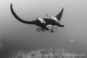 Giant Manta Ray at Socorro Island, Revillagigedos, Mexico, Manta birostris, Socorro Island (Islas Revillagigedos)