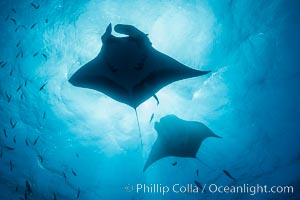 Giant Manta Ray at Socorro Island, Revillagigedos, Mexico, Manta birostris, Socorro Island (Islas Revillagigedos)