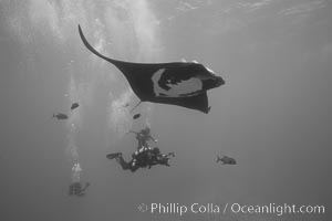 Giant Manta Ray at Socorro Island, Revillagigedos, Mexico, Manta birostris, Socorro Island (Islas Revillagigedos)