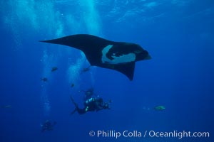 Giant Manta Ray at Socorro Island, Revillagigedos, Mexico, Manta birostris, Socorro Island (Islas Revillagigedos)