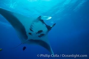 Giant Manta Ray at Socorro Island, Revillagigedos, Mexico, Manta birostris, Socorro Island (Islas Revillagigedos)