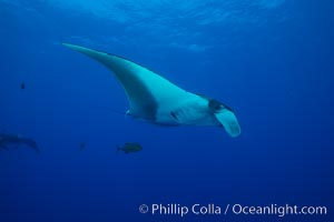 Giant Manta Ray at Socorro Island, Revillagigedos, Mexico, Manta birostris, Socorro Island (Islas Revillagigedos)