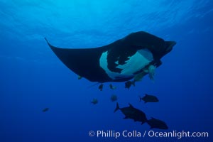 Giant Manta Ray at Socorro Island, Revillagigedos, Mexico, Manta birostris, Socorro Island (Islas Revillagigedos)