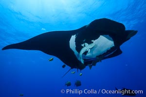 Giant Manta Ray at Socorro Island, Revillagigedos, Mexico, Manta birostris, Socorro Island (Islas Revillagigedos)