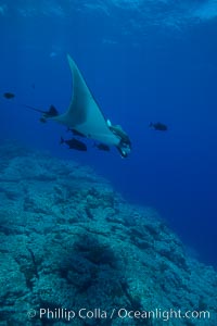 Giant Manta Ray at Socorro Island, Revillagigedos, Mexico, Manta birostris, Socorro Island (Islas Revillagigedos)