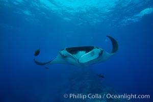 Giant Manta Ray at Socorro Island, Revillagigedos, Mexico, Manta birostris, Socorro Island (Islas Revillagigedos)