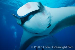 Giant Manta Ray at Socorro Island, Revillagigedos, Mexico, Manta birostris, Socorro Island (Islas Revillagigedos)