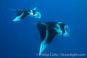 Manta Rays Feeding on Plankton, Fiji, Manta birostris, Gau Island, Lomaiviti Archipelago