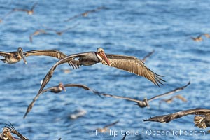 Many California Brown Pelicans Flying over the Ocean in a large gathering, Pelecanus occidentalis, Pelecanus occidentalis californicus, La Jolla