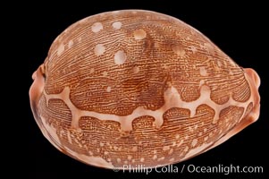 Map Cowrie, Cypraea mappa