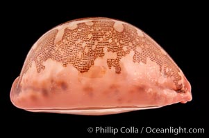 Map Cowrie, Cypraea mappa