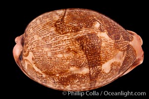 Map Cowrie, Cypraea mappa