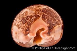 Map Cowrie, Cypraea mappa