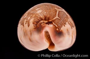 Map Cowrie, Cypraea mappa