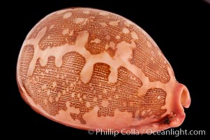 Map Cowrie, Cypraea mappa