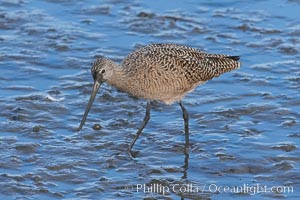 Marbled godwit, foraging on mud flats, Limosa fedoa, Upper Newport Bay Ecological Reserve, Newport Beach, California