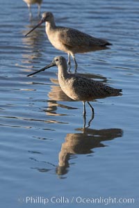 Marbled godwit, foraging on mud flats, Limosa fedoa, Upper Newport Bay Ecological Reserve, Newport Beach, California