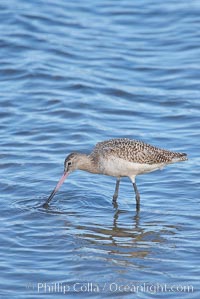 Marbled godwit, foraging on mud flats, Limosa fedoa, Upper Newport Bay Ecological Reserve, Newport Beach, California