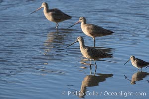 Marbled godwit, foraging on mud flats, Limosa fedoa, Upper Newport Bay Ecological Reserve, Newport Beach, California