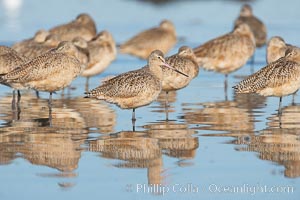 Marbled godwits resting on sand bar, Limosa fedoa, San Diego River