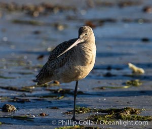 Marbled Godwit, foraging on sand flats, Mission Bay