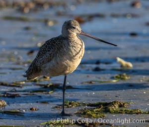 Marbled Godwit, foraging on sand flats, Mission Bay