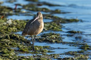 Marbled Godwit, foraging on sand flats, Mission Bay