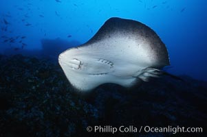 Marbled ray. Cocos Island, Costa Rica, Taeniura meyeni, natural history stock photograph, photo id 01994