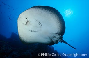 Marbled ray viewed from below in blue water, Cocos Island, Taeniura meyeni