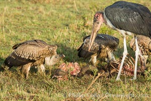 Maribou stork and vultures on carcass, greater Maasai Mara, Kenya, Leptoptilos crumeniferus, Maasai Mara National Reserve