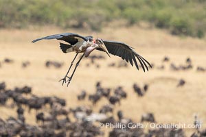 Maribou Stork in Flight, Leptoptilos crumenifer, Masai Mara, Kenya, Leptoptilos crumeniferus, Maasai Mara National Reserve