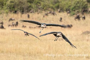 Maribou Stork in Flight, Leptoptilos crumenifer, Masai Mara, Kenya, Leptoptilos crumeniferus, Maasai Mara National Reserve